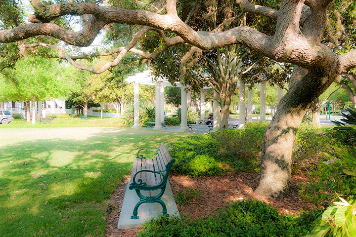 park bench under the shade of gnarled live oak tree in Celebration, Florida