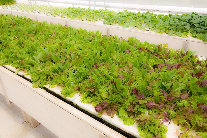 hydroponic salad greens at Goodfellow Farms, Nassau, Bahamas
