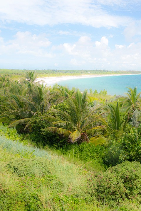 lushly planted dunescape curves to the horizon at Schooner Bay in the Bahamas
